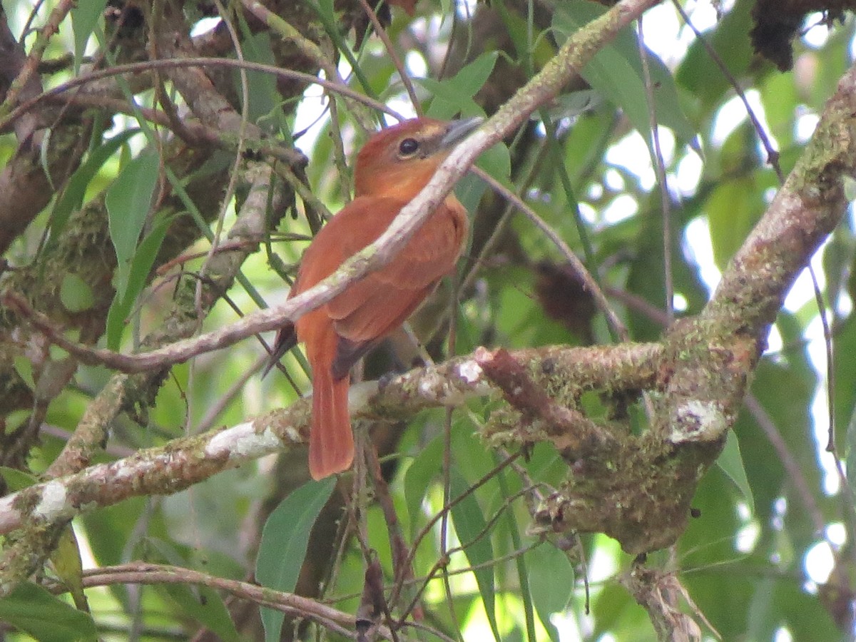 Cinnamon Becard - ML638926358