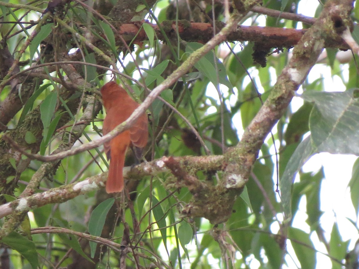 Cinnamon Becard - ML638926359