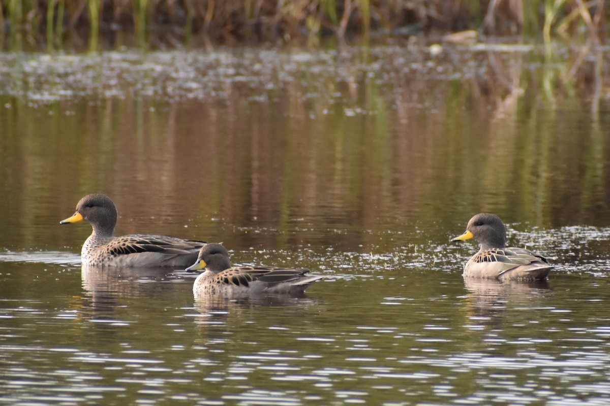 Yellow-billed Teal - ML638926366