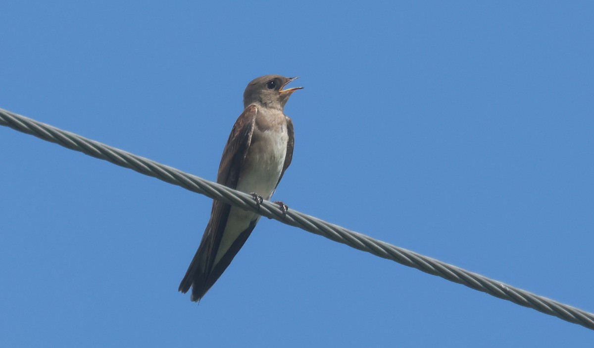 Northern Rough-winged Swallow - ML638926499