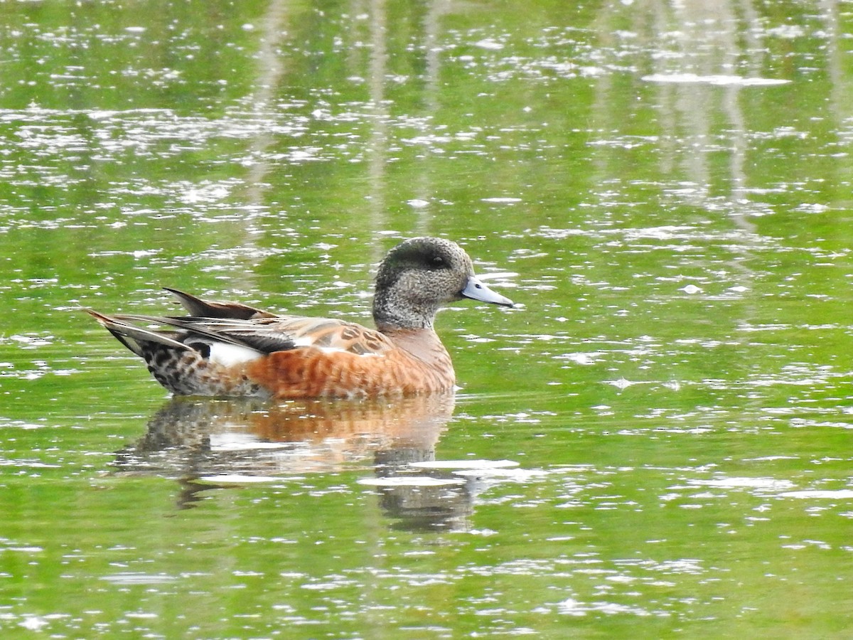 American Wigeon - ML638926507