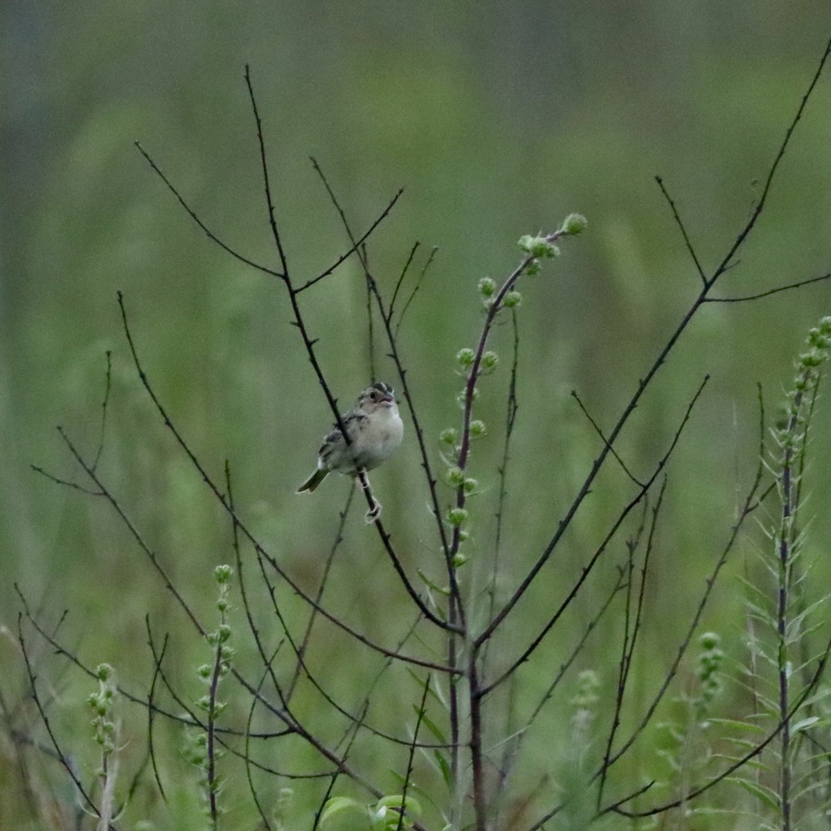 Grasshopper Sparrow - ML638926547