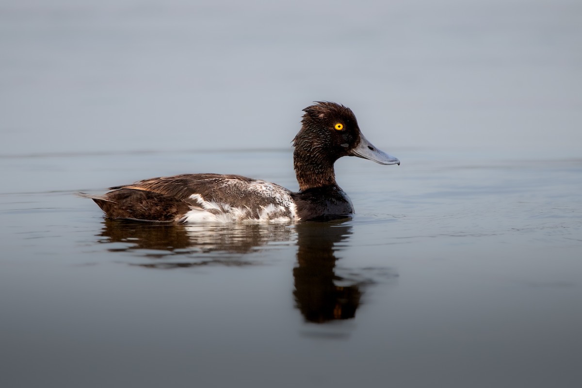 Lesser Scaup - ML638926591