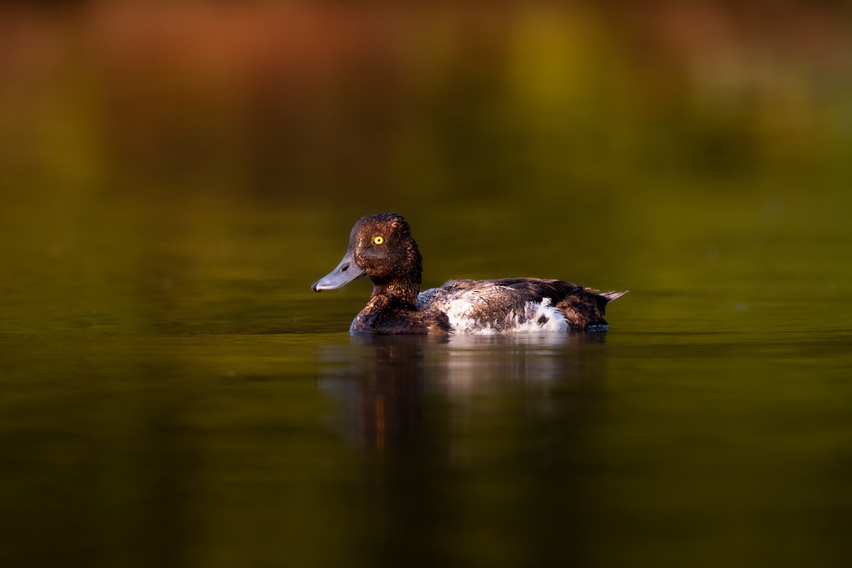 Lesser Scaup - ML638926592