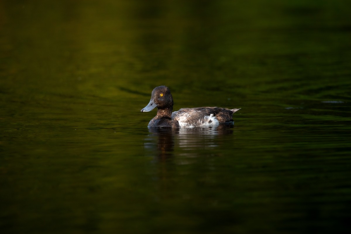 Lesser Scaup - ML638926594
