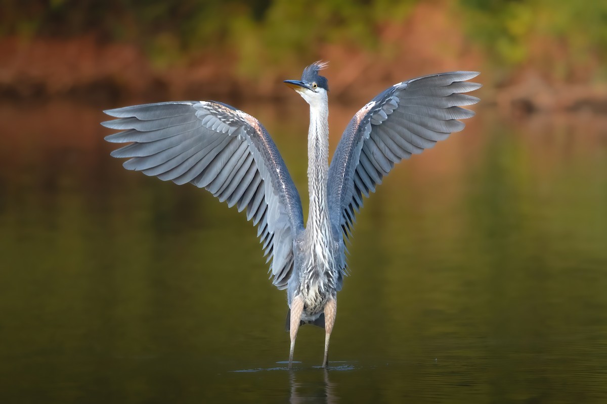 Great Blue Heron - ML638926614