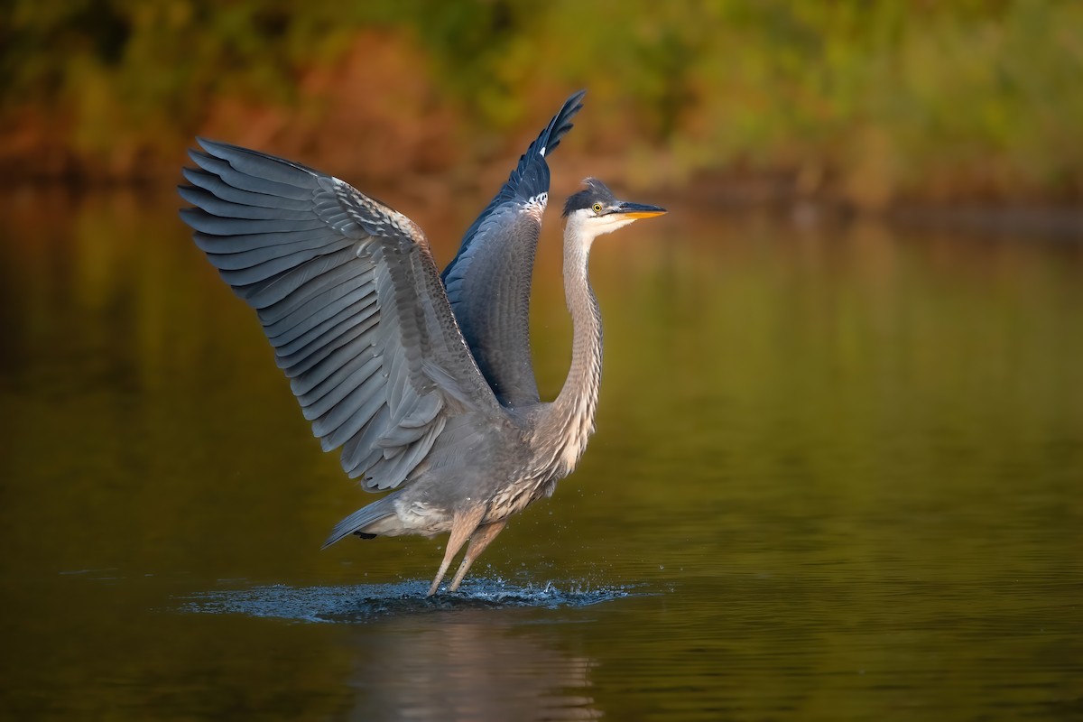 Great Blue Heron - ML638926615