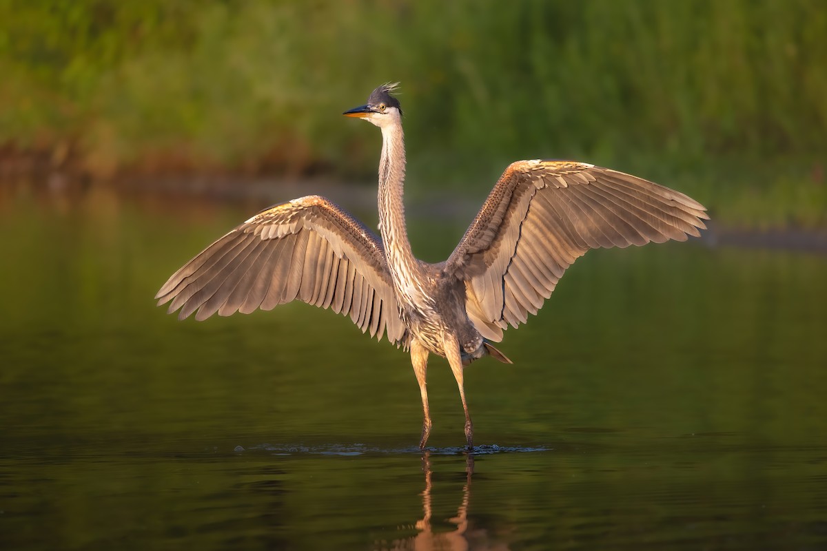 Great Blue Heron - ML638926616