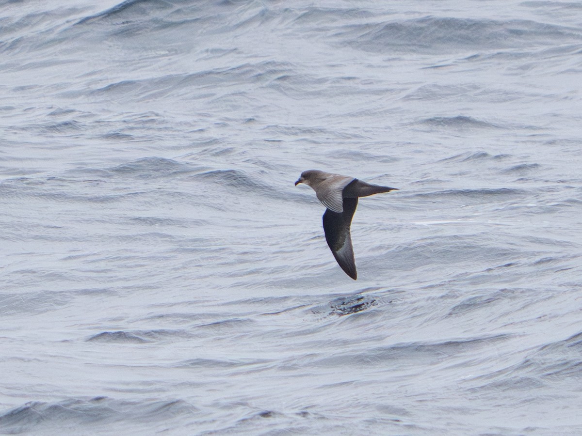 Murphy's Petrel - ML638926631