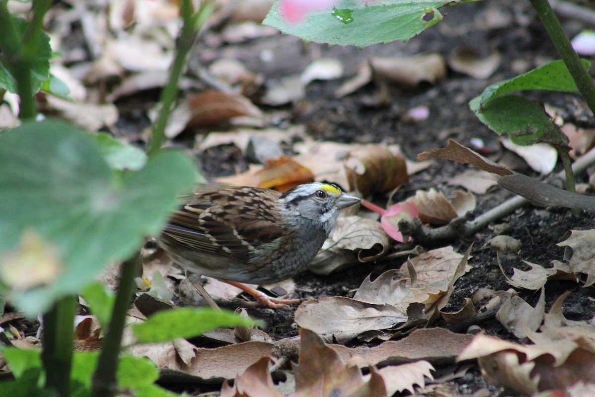 White-throated Sparrow - ML638926639