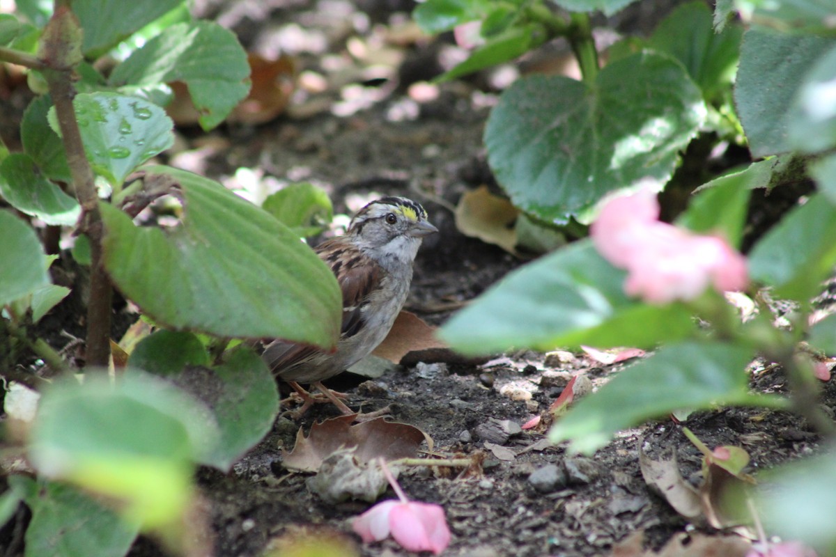 White-throated Sparrow - ML638926640
