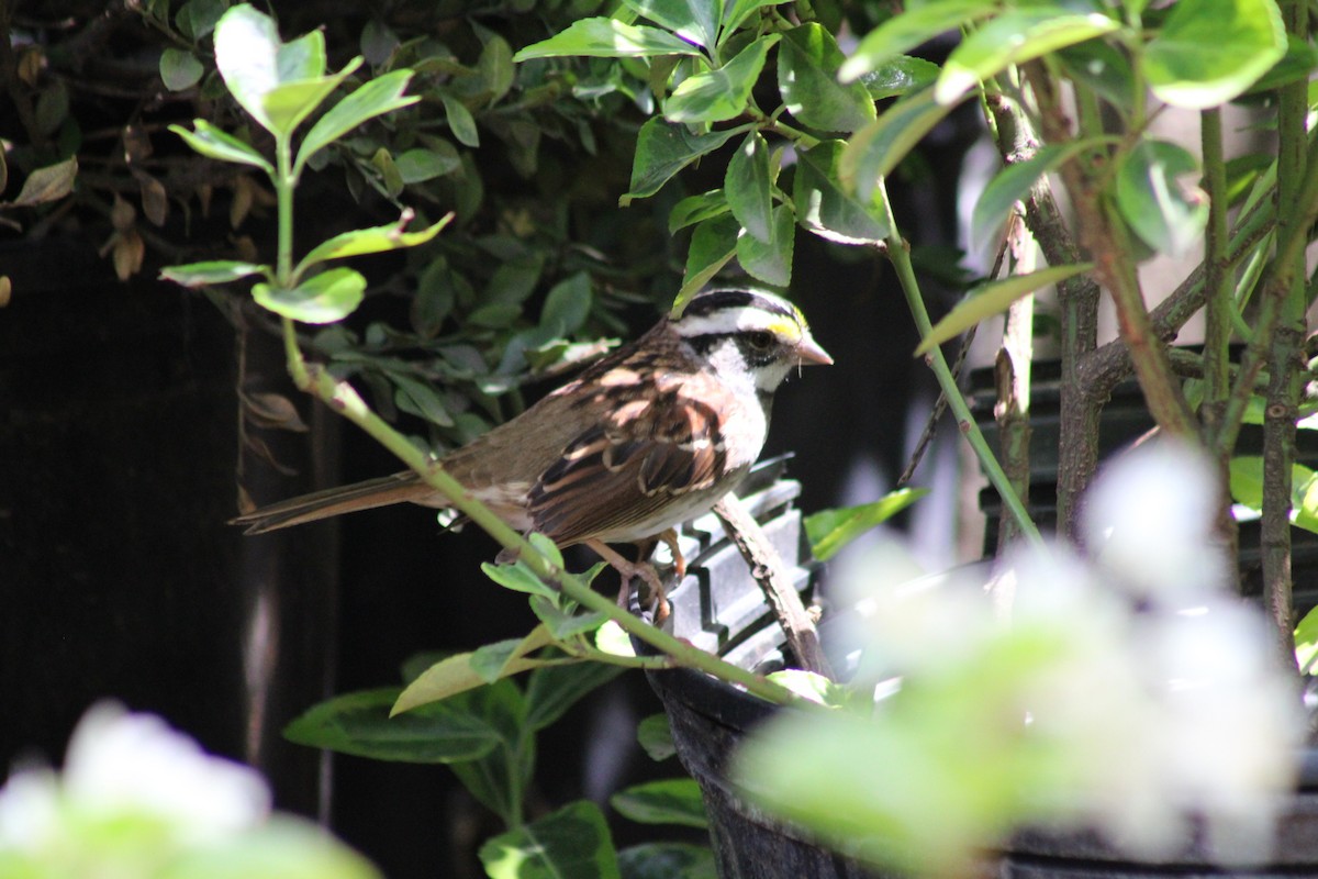 White-throated Sparrow - ML638926641