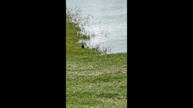 Common Gallinule - ML638926645