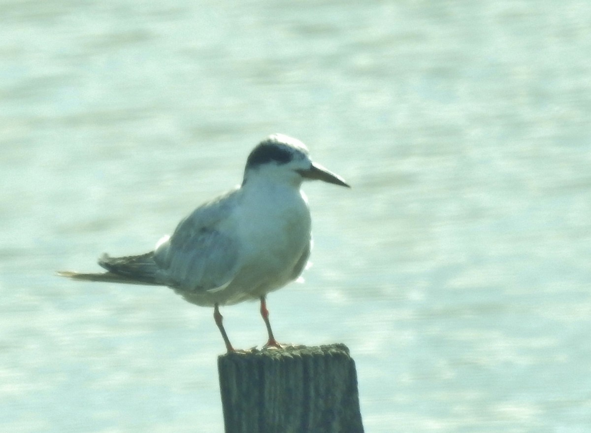Forster's Tern - ML638926726