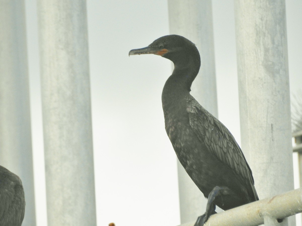 Neotropic Cormorant - ML638926733