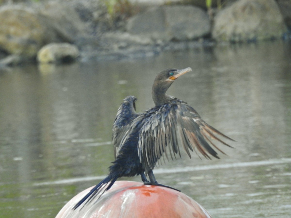Neotropic Cormorant - ML638926734