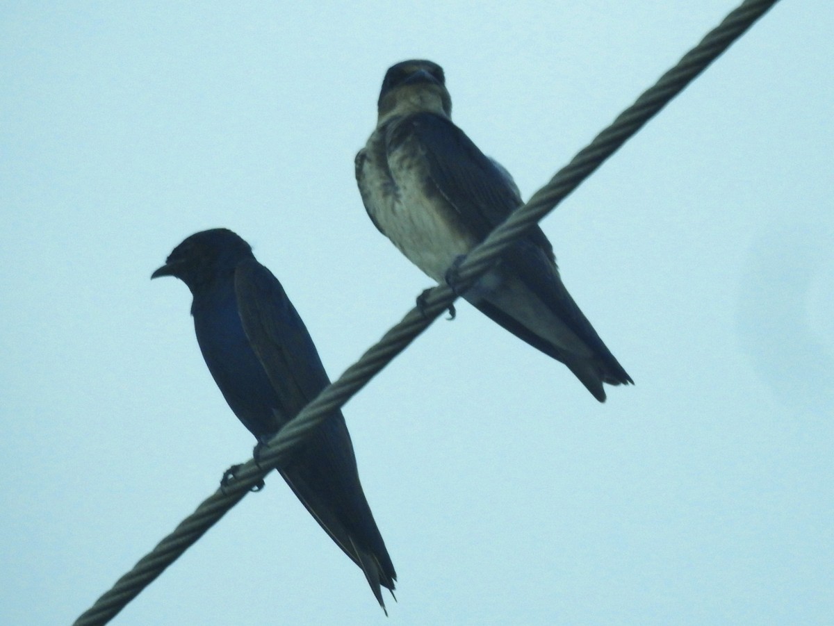 Purple Martin - ML638926742