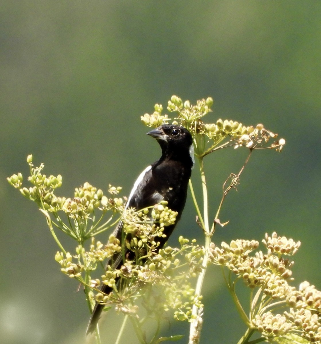 Bobolink - ML638926744