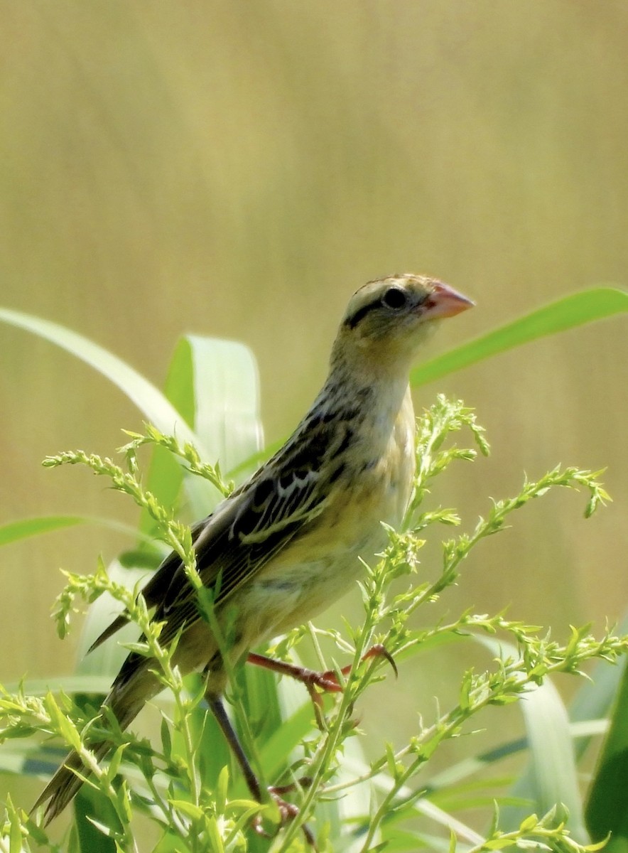Bobolink - ML638926745