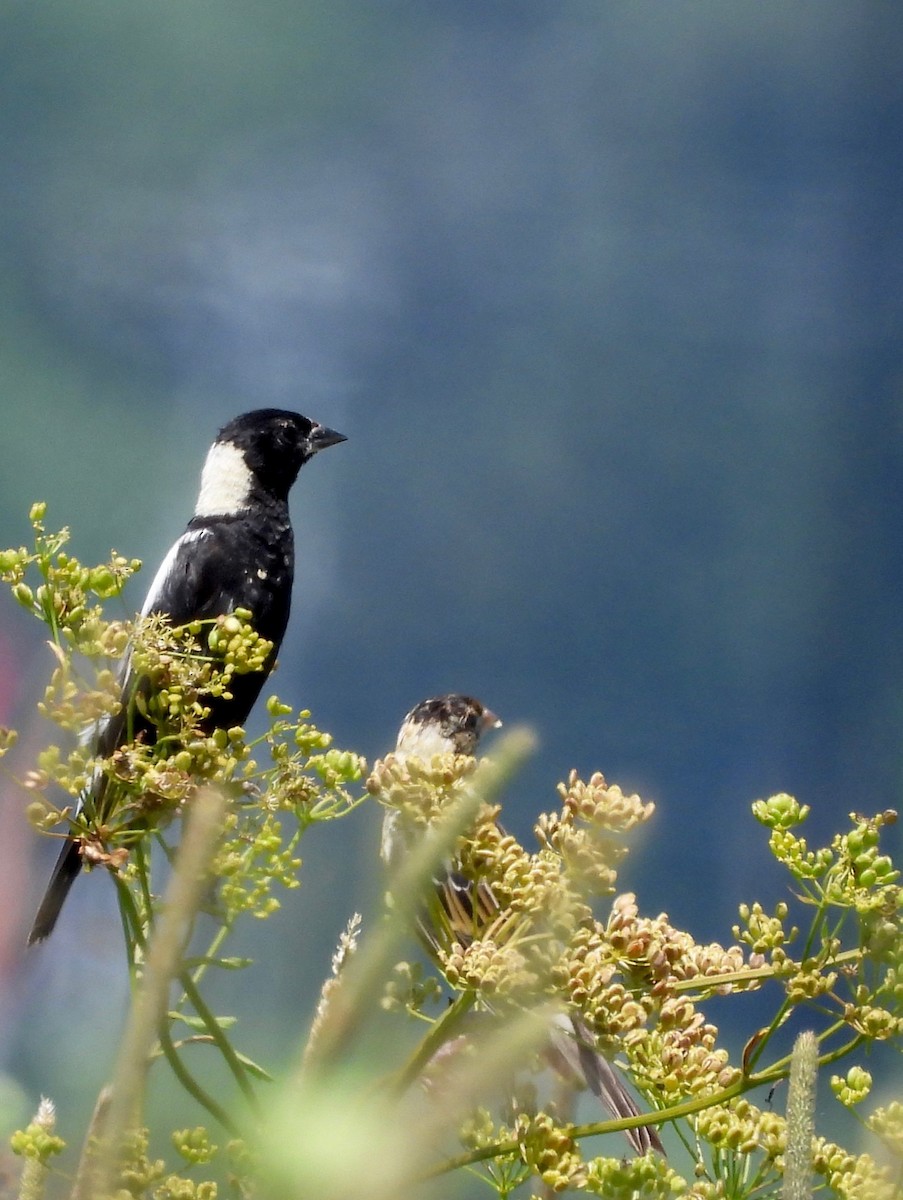 Bobolink - ML638926747
