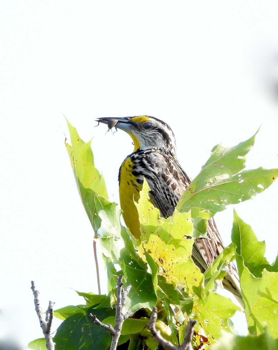 Eastern Meadowlark - ML638926757