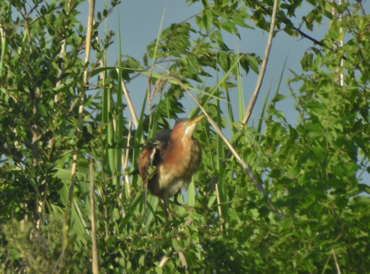 Least Bittern - ML638926762