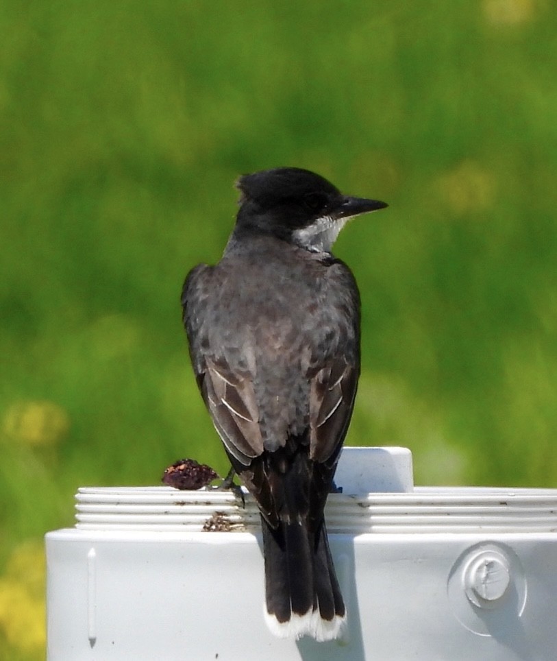 Eastern Kingbird - ML638926765
