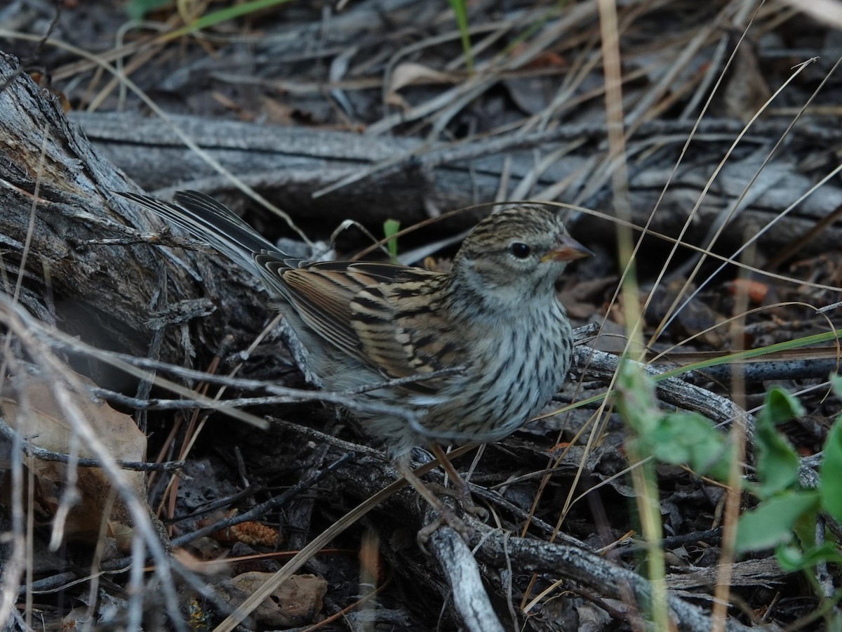 Chipping Sparrow - ML638926777