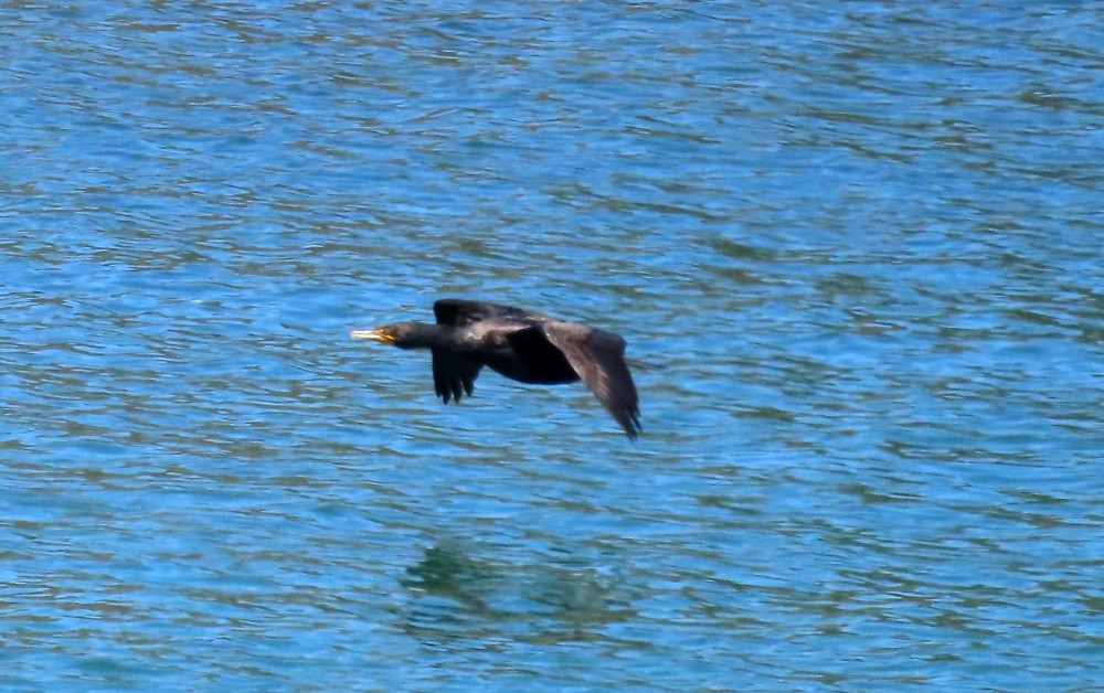Double-crested Cormorant - ML638926781