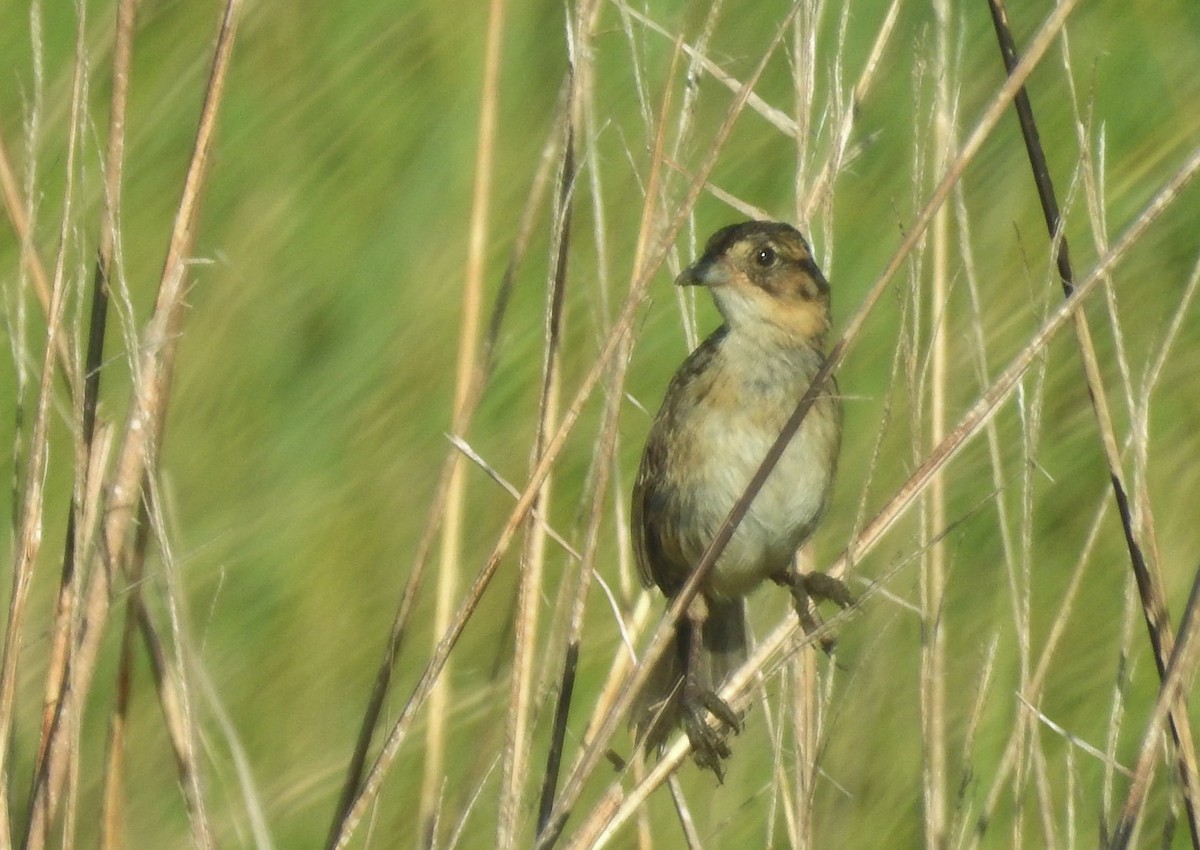 Seaside Sparrow - ML638926782