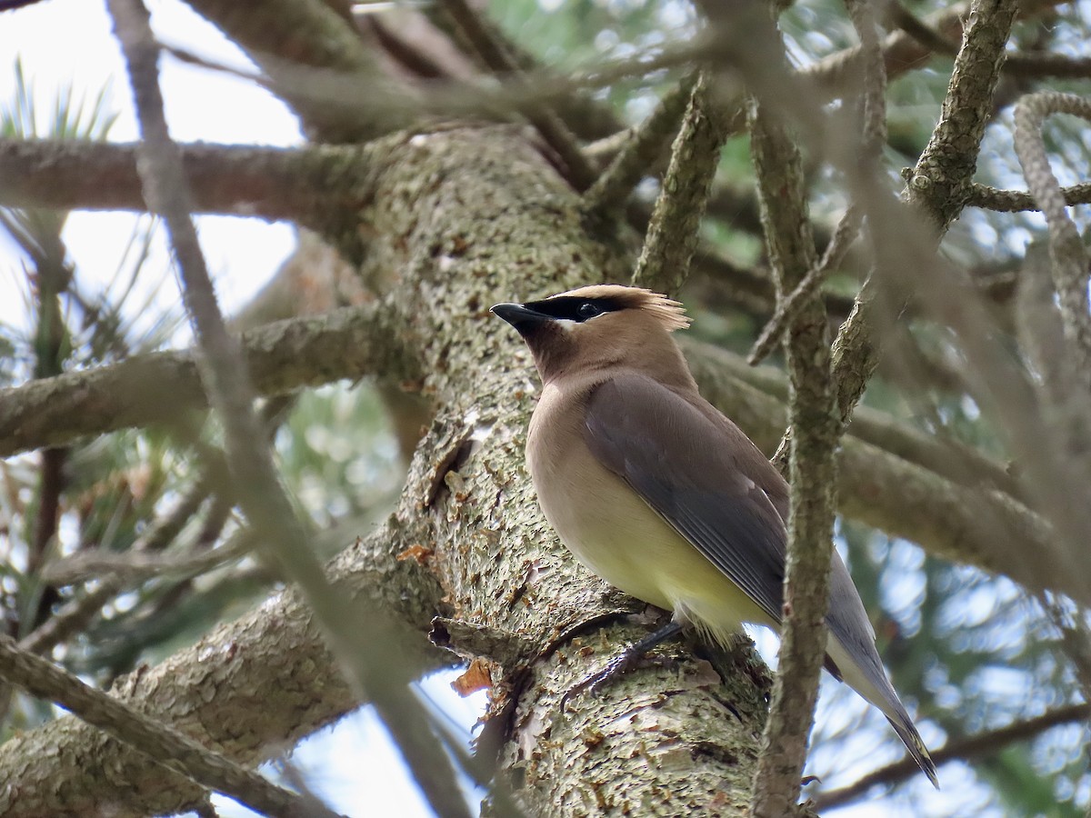 Cedar Waxwing - ML638926789