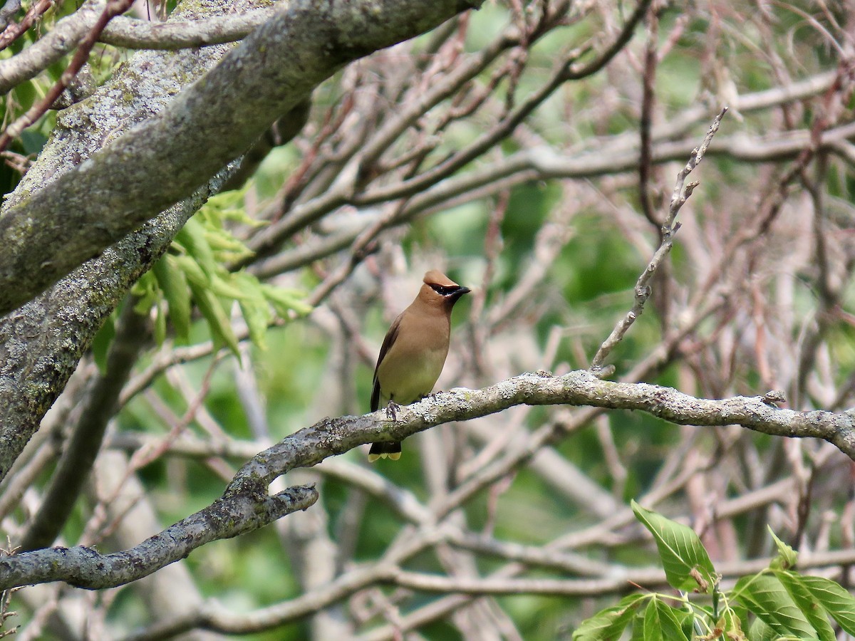 Cedar Waxwing - ML638926790