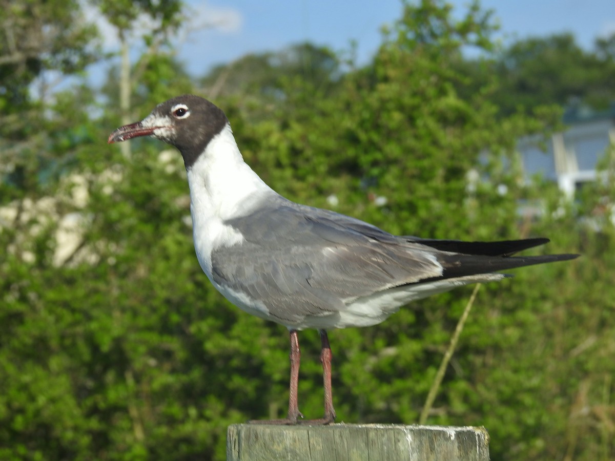 笑鷗 - ML638926792