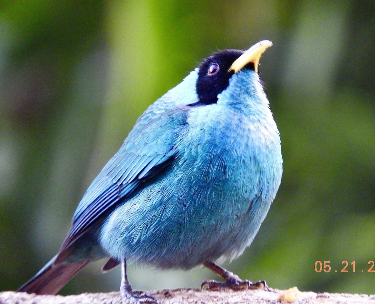 Green Honeycreeper - ML638926794