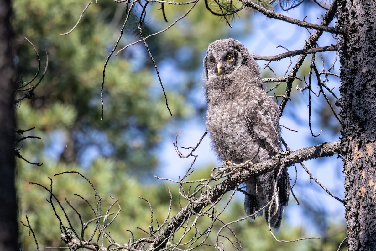 Great Gray Owl - ML638926796
