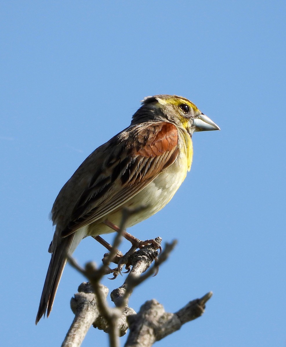 Dickcissel - ML638926797