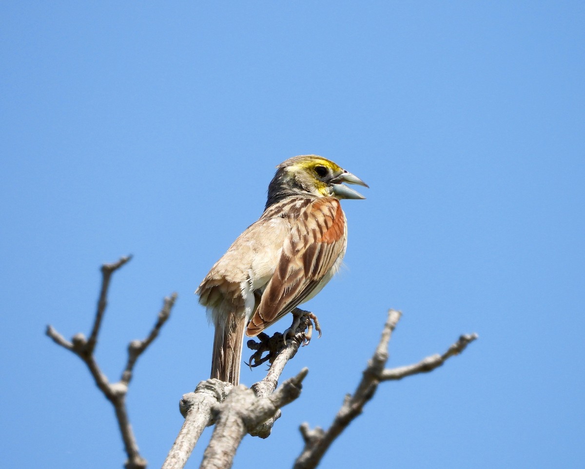 Dickcissel - ML638926798