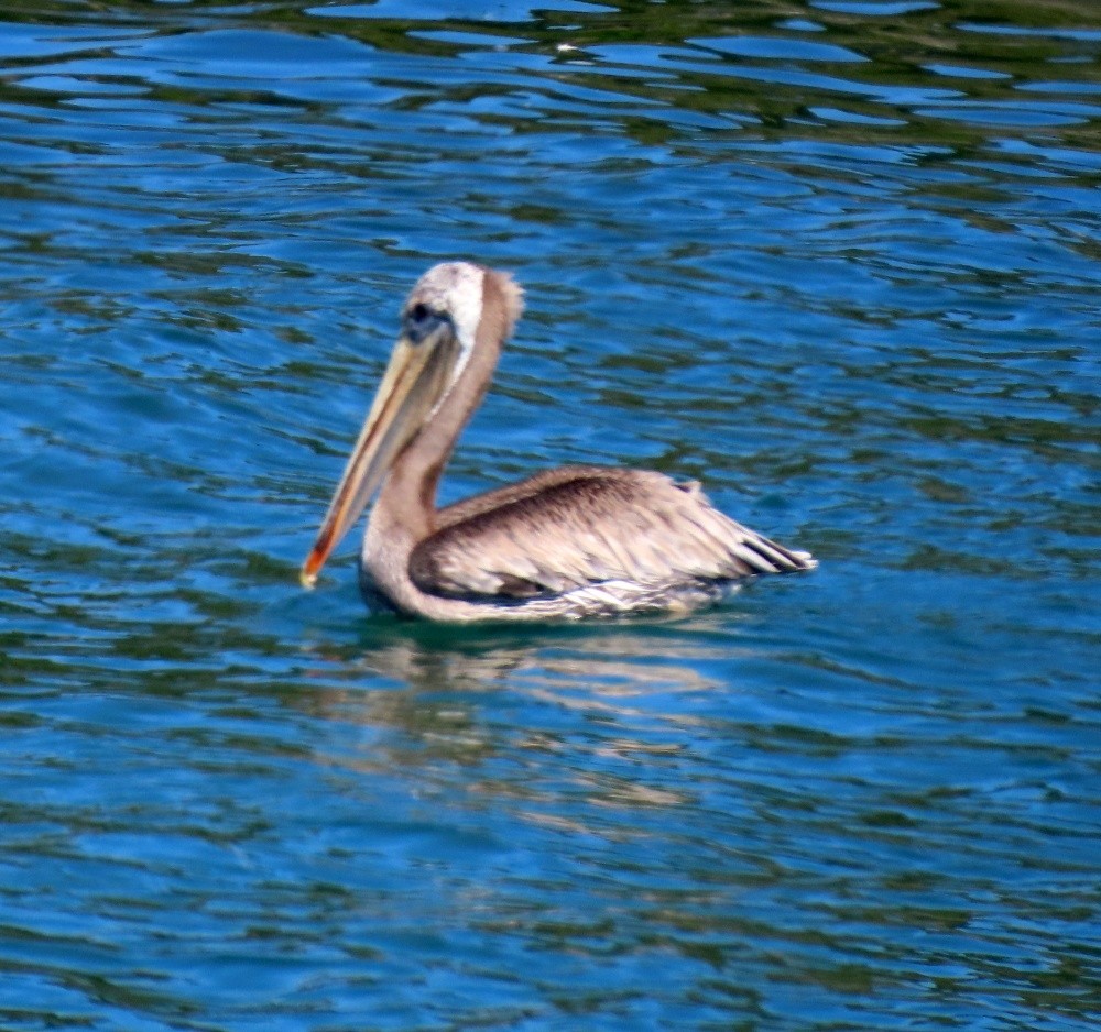Brown Pelican - ML638926800
