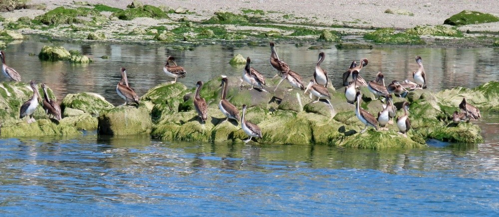 Brown Pelican - ML638926801