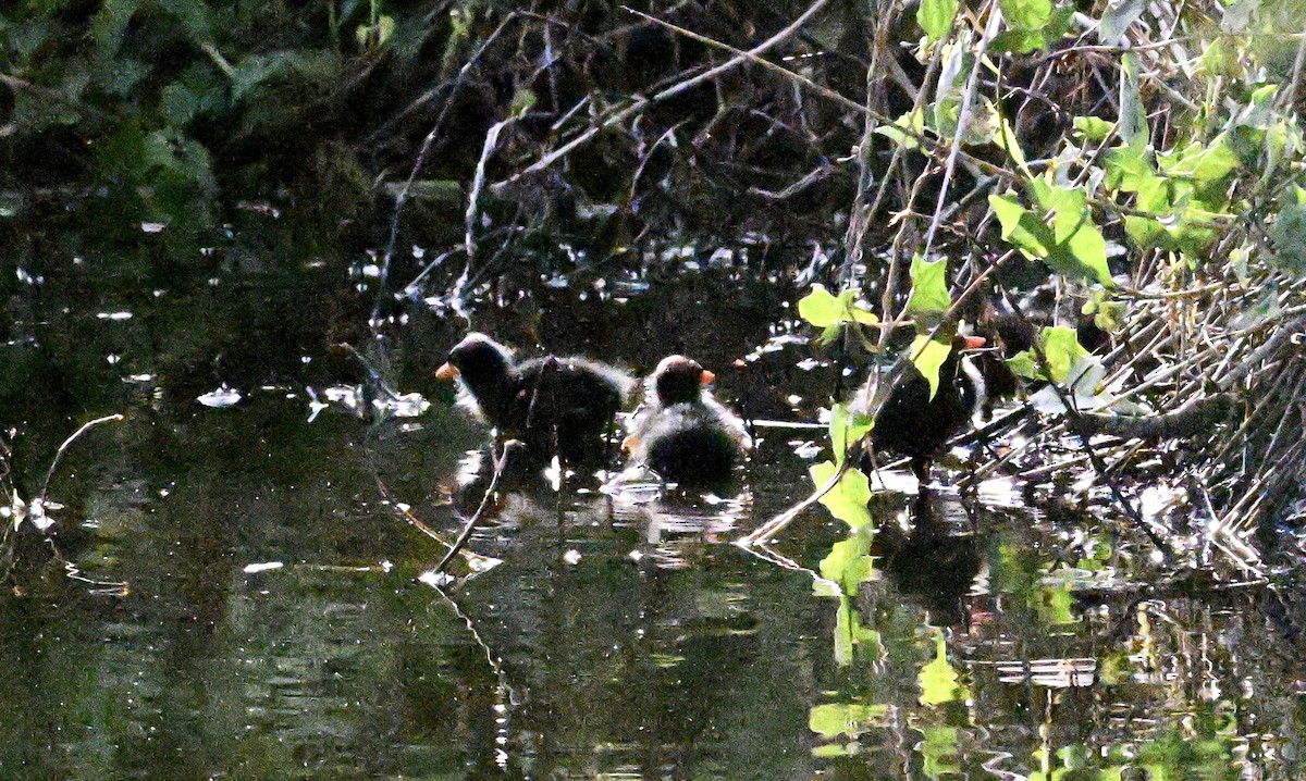 Common Gallinule - ML638926803