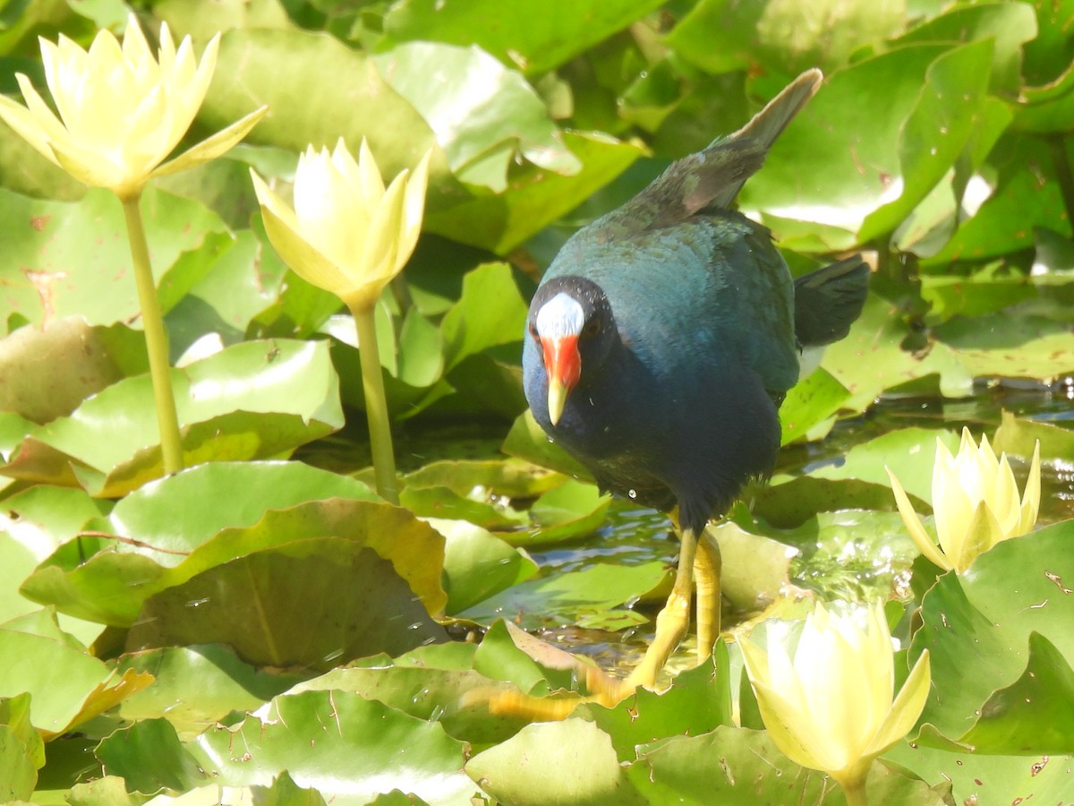 Purple Gallinule - ML638926804