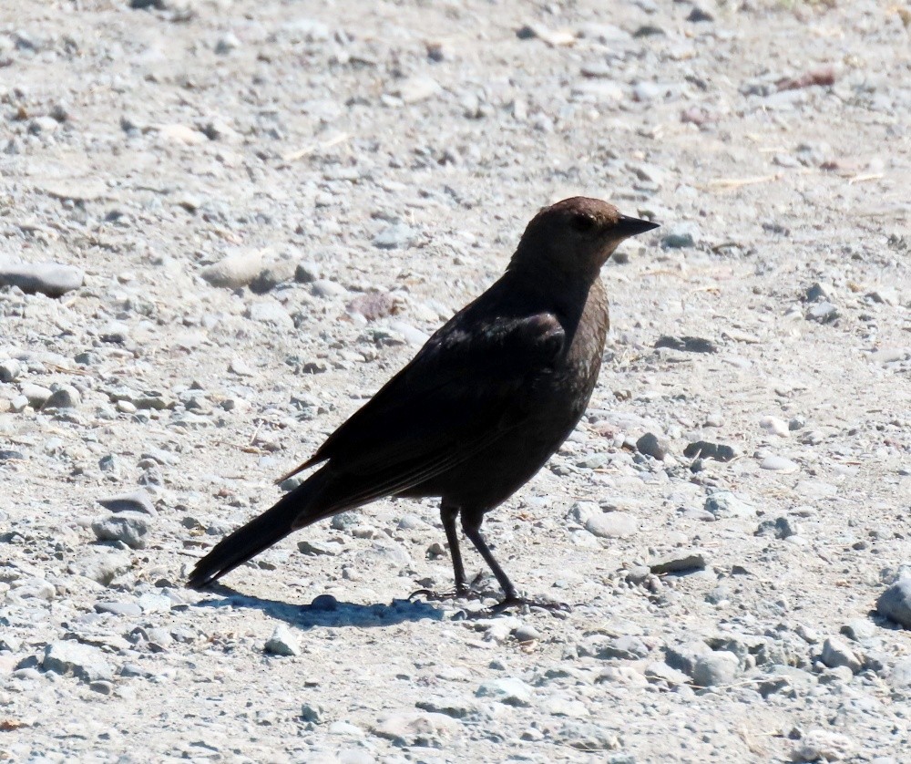 Brewer's Blackbird - ML638926805