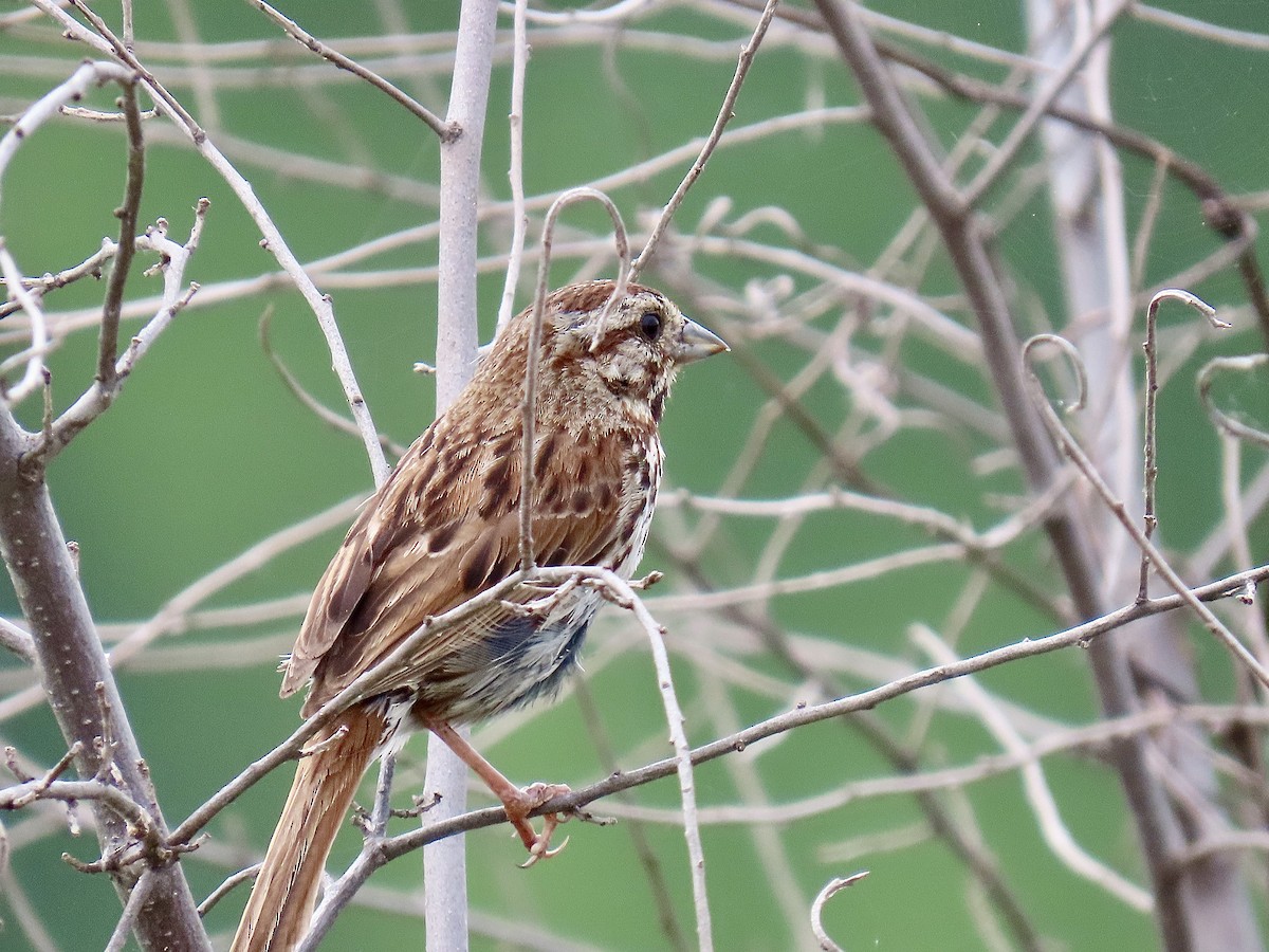 Song Sparrow - ML638926806