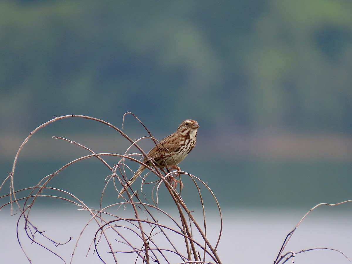 Song Sparrow - ML638926807