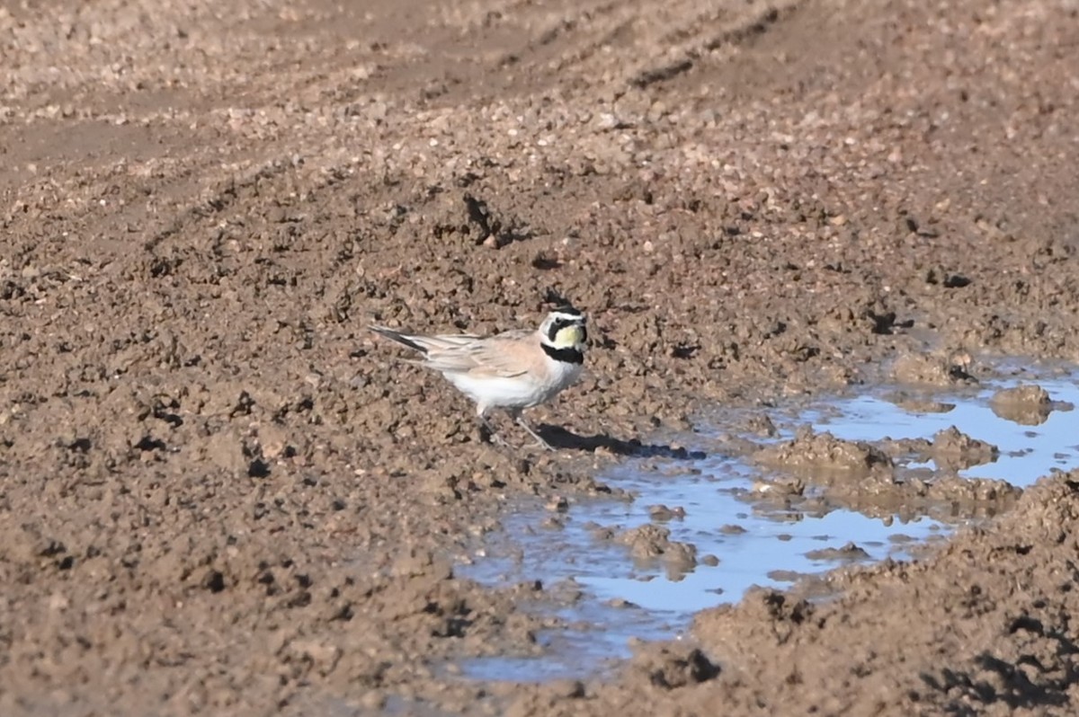 Horned Lark - ML638926810