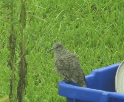 Inca Dove - ML638926830