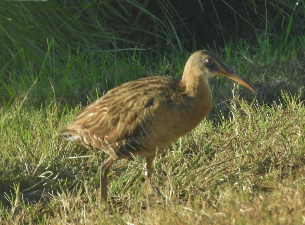 King Rail - ML638926834