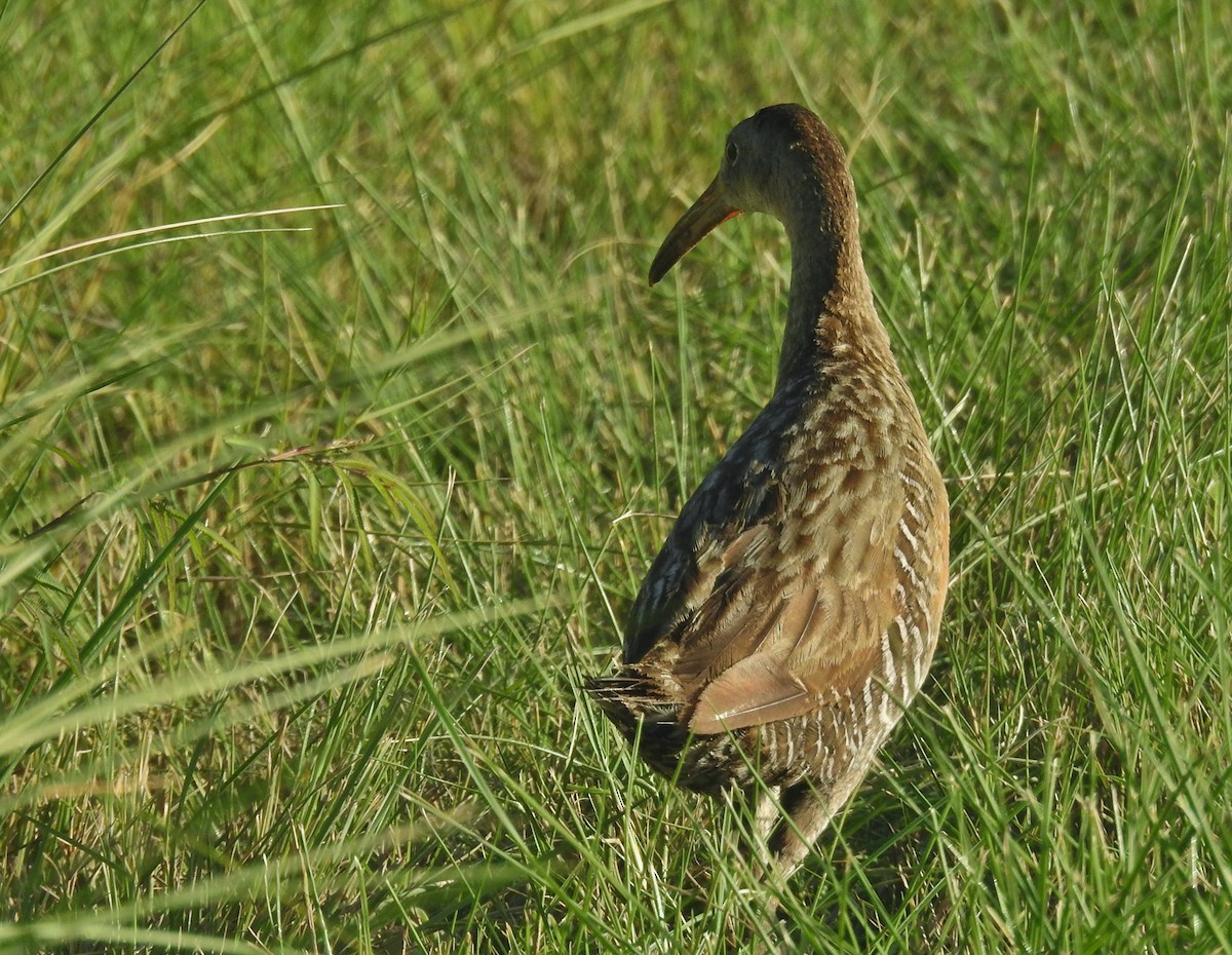 King Rail - ML638926835