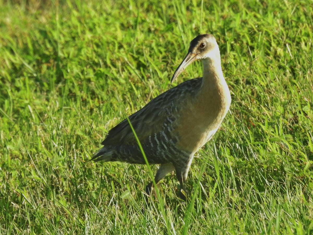 King Rail - ML638926836