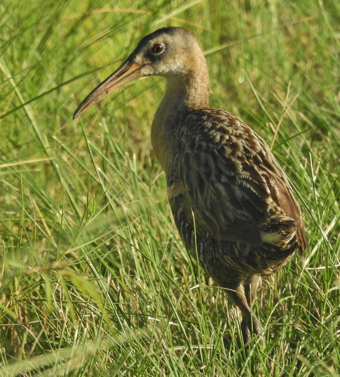 King Rail - ML638926837